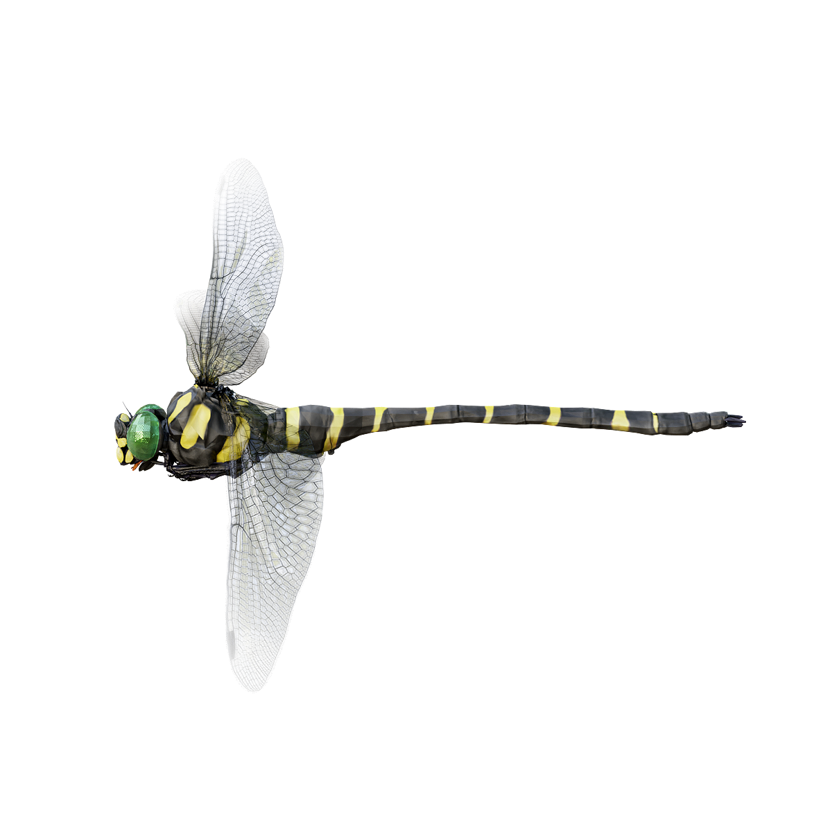 Giant round hip big fly 3D animation model