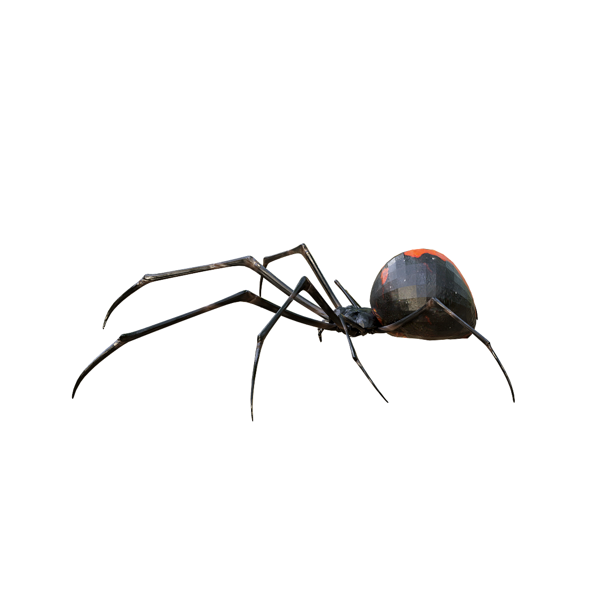 Australian Redback Spider 3D Animation Model