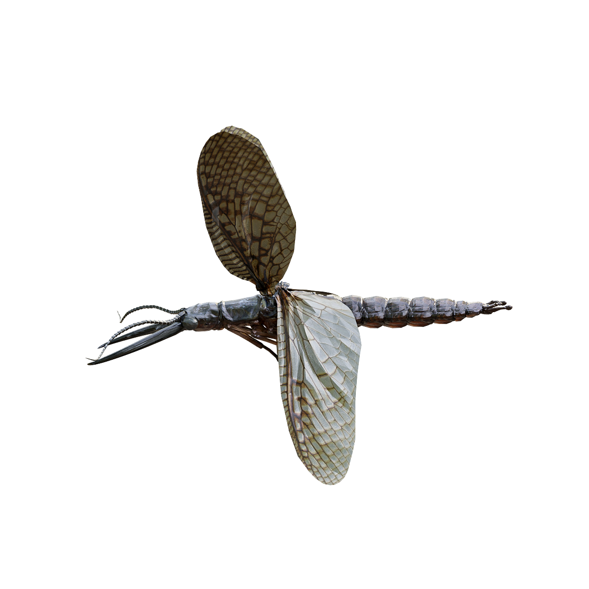 Fish fly 3D model animation