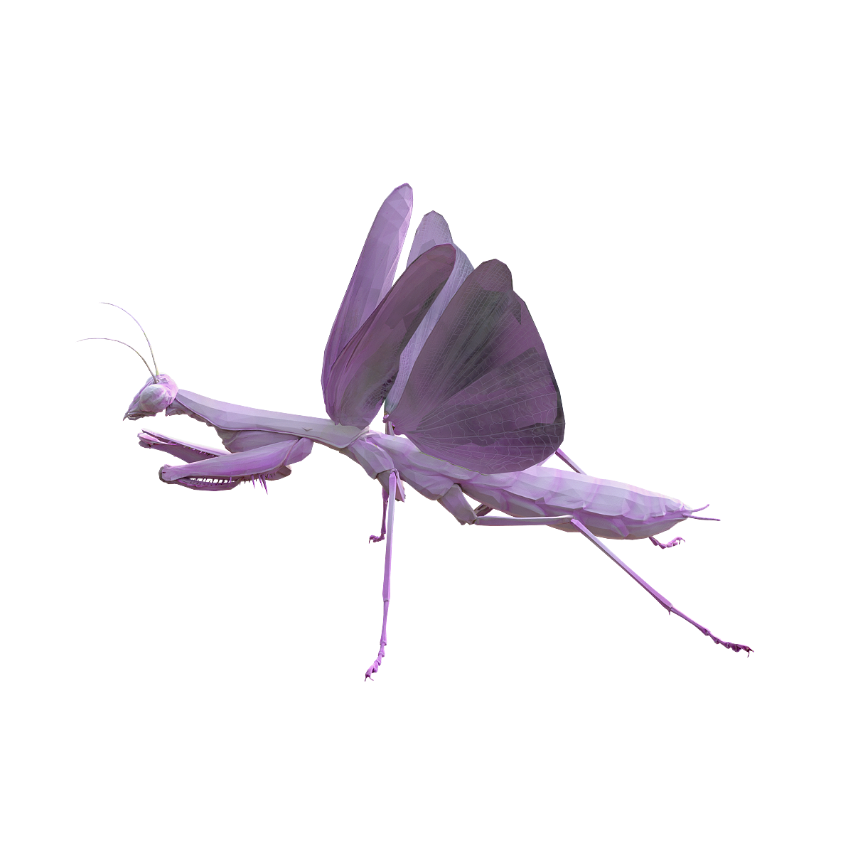 Female Pink Orchid Mantis 3D Animated Model