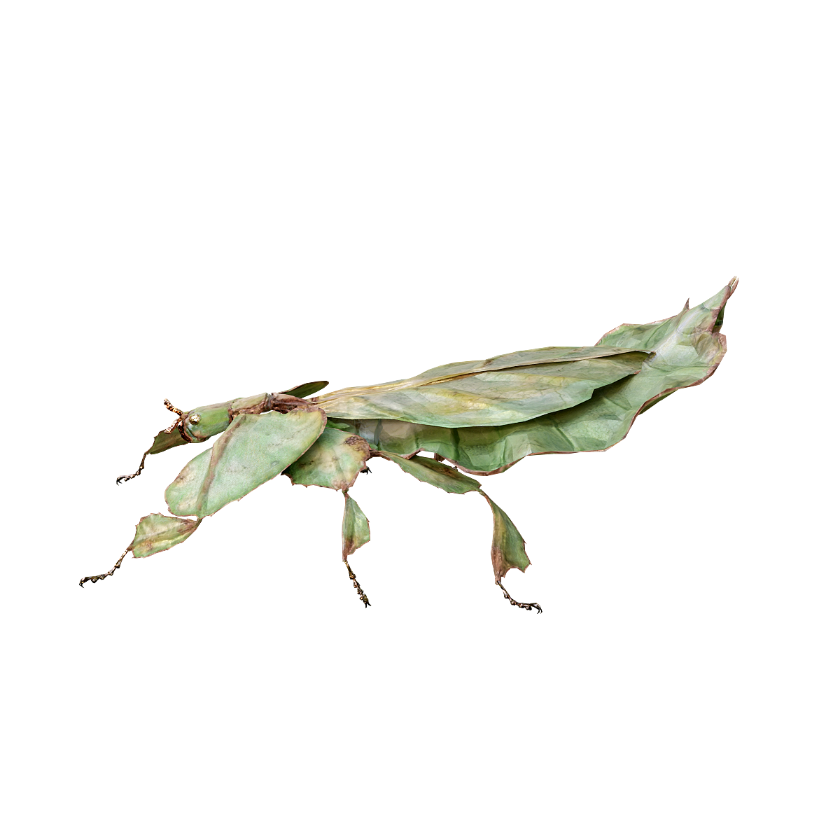 Animation of 3D model of leaves