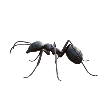 Ant 3D Model