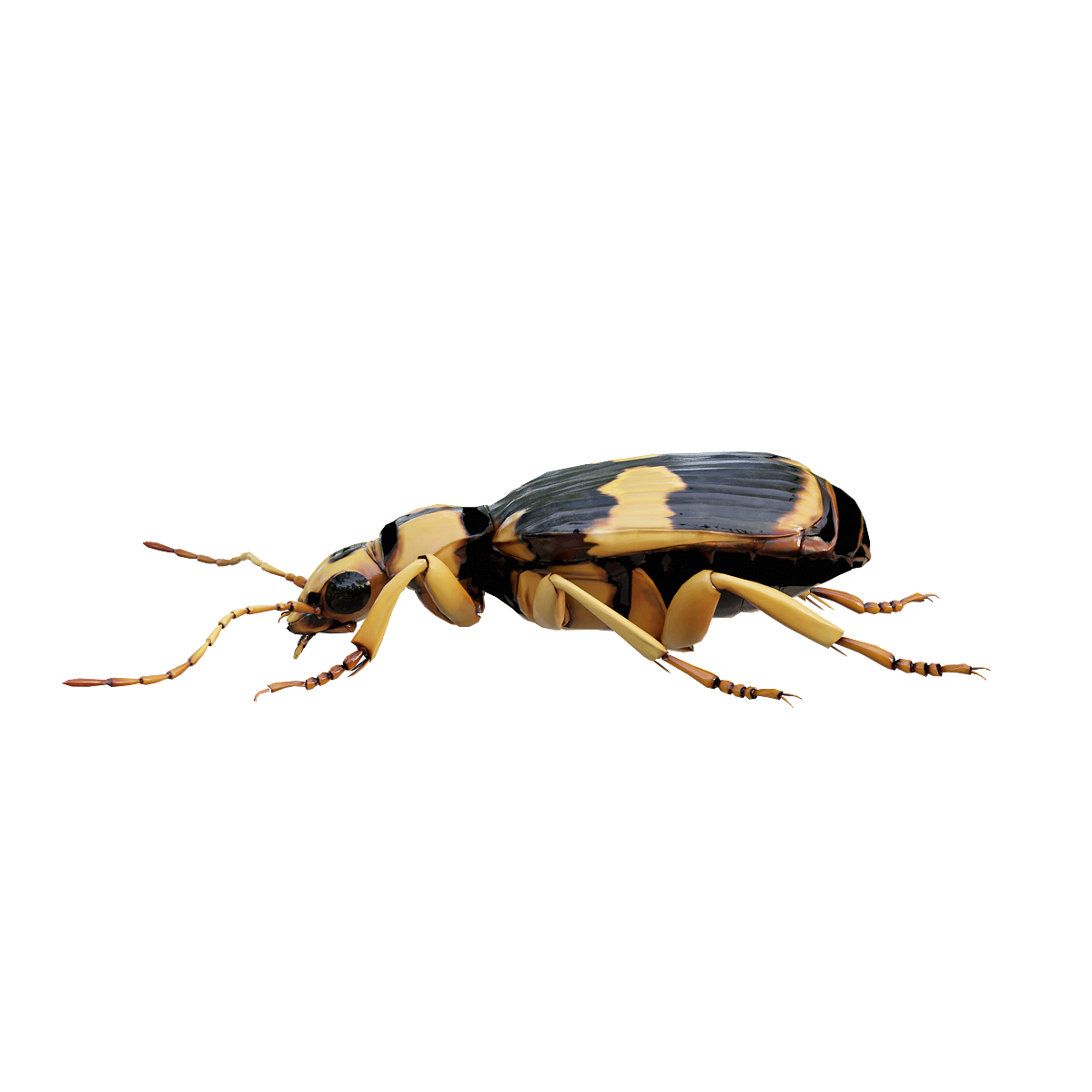 Bombardier beetle
