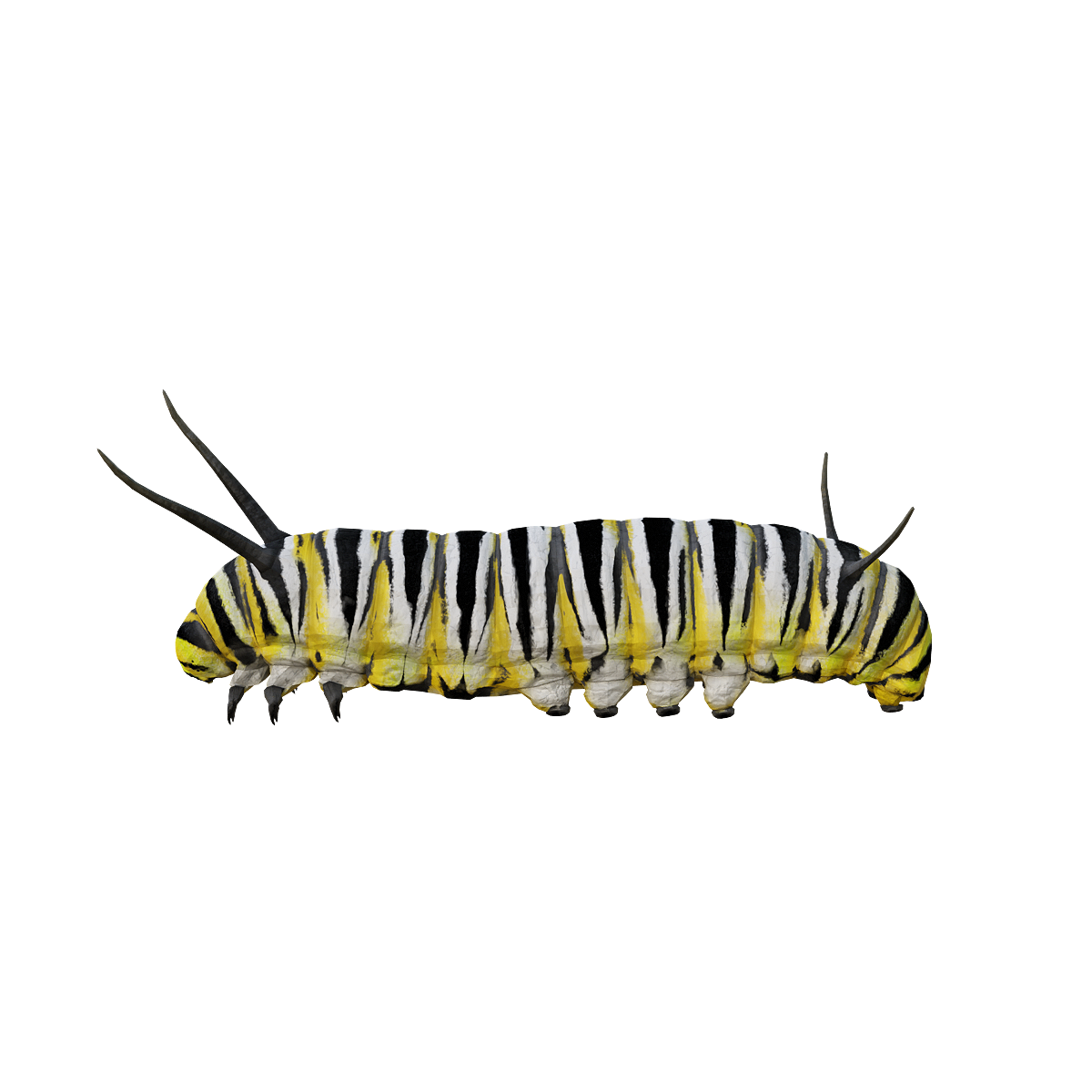 Monarch Butterfly Caterpillar 3D Model Animation