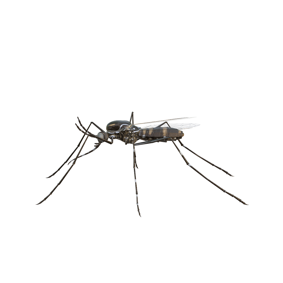 Mosquito 3D Model