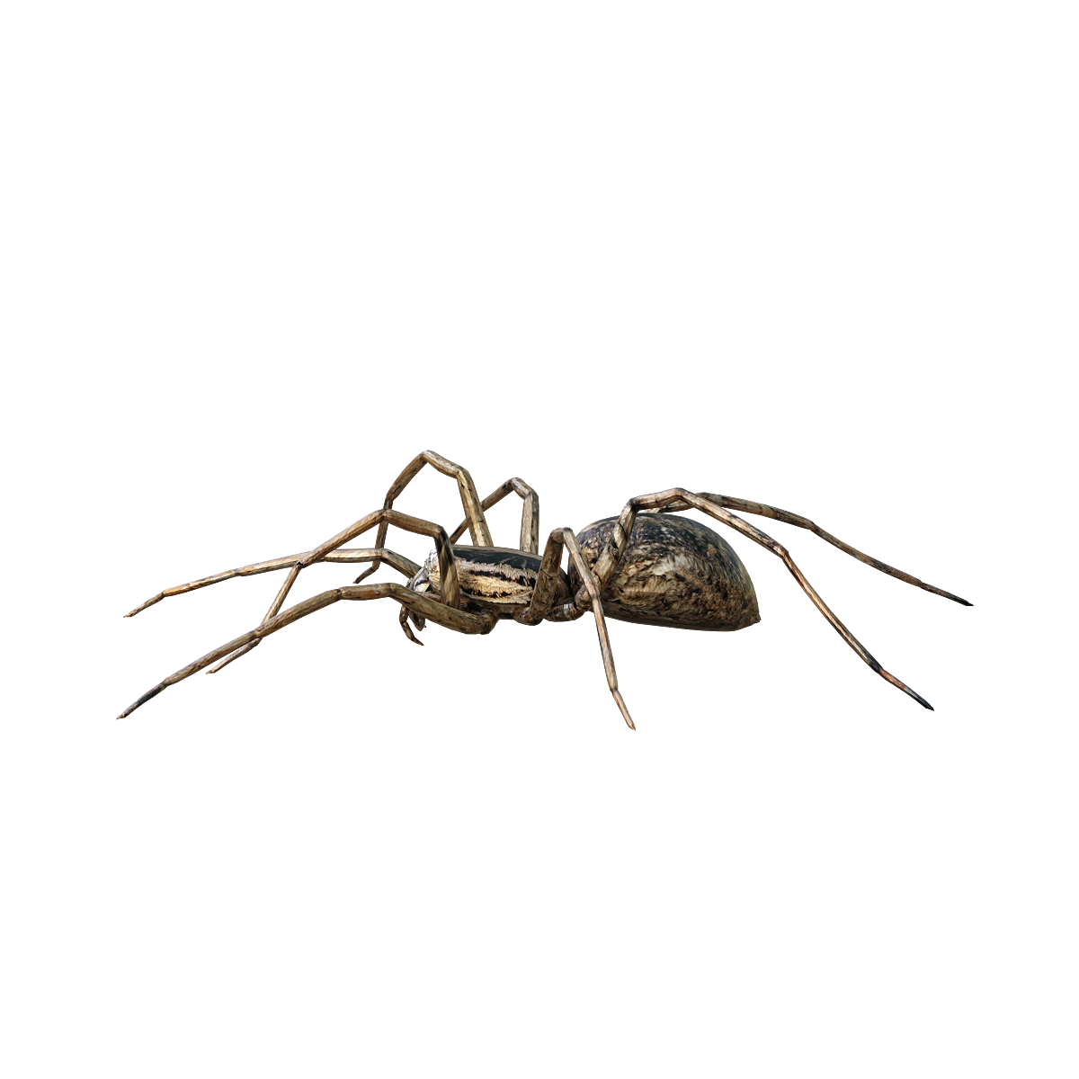 Tarantula crawling 3D model animation