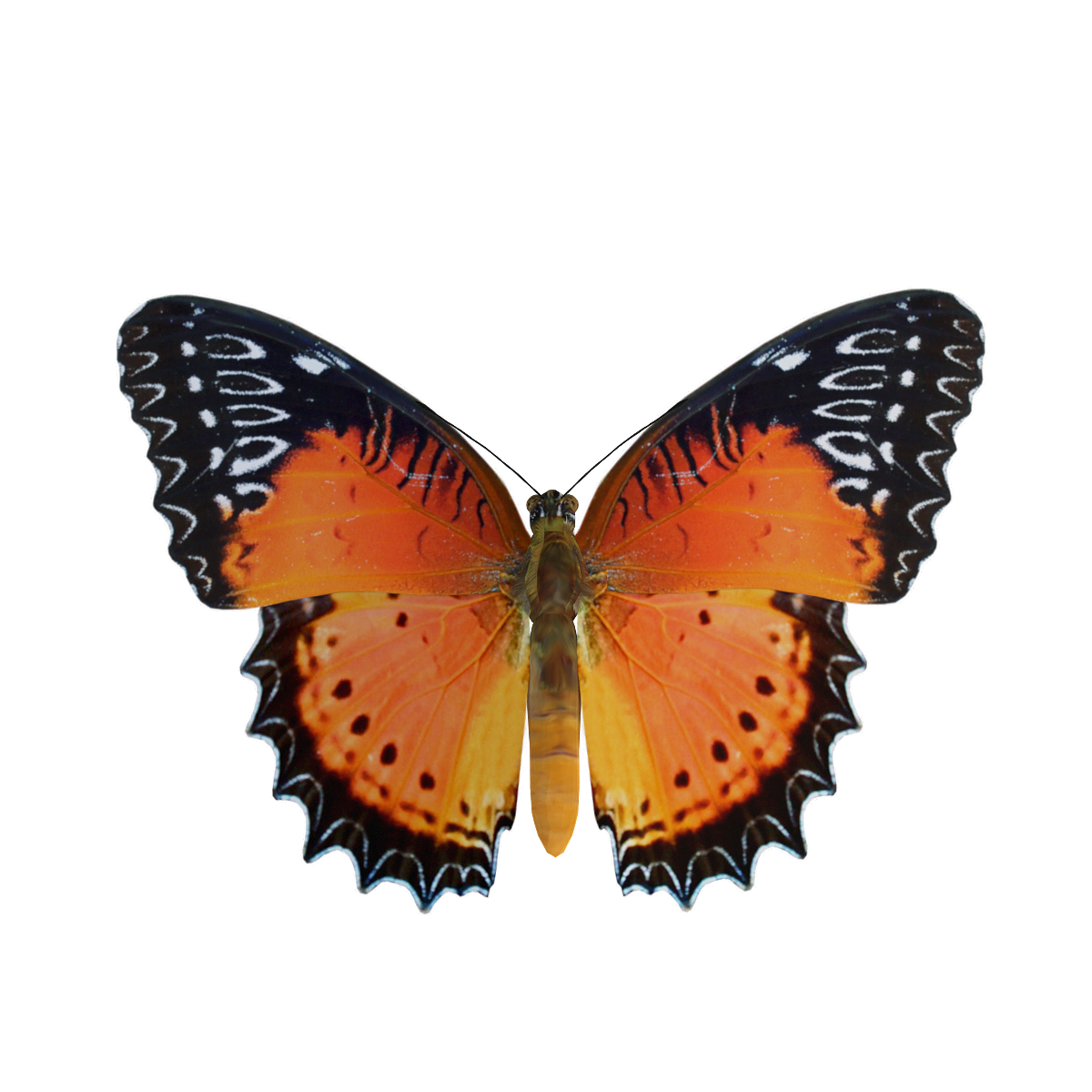 Red Race Butterfly 3D Model Animation