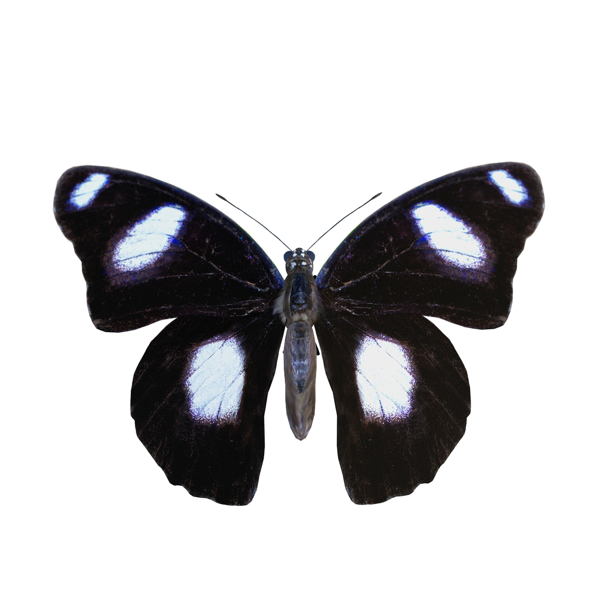 Spotting Butterfly 3D Model Animation