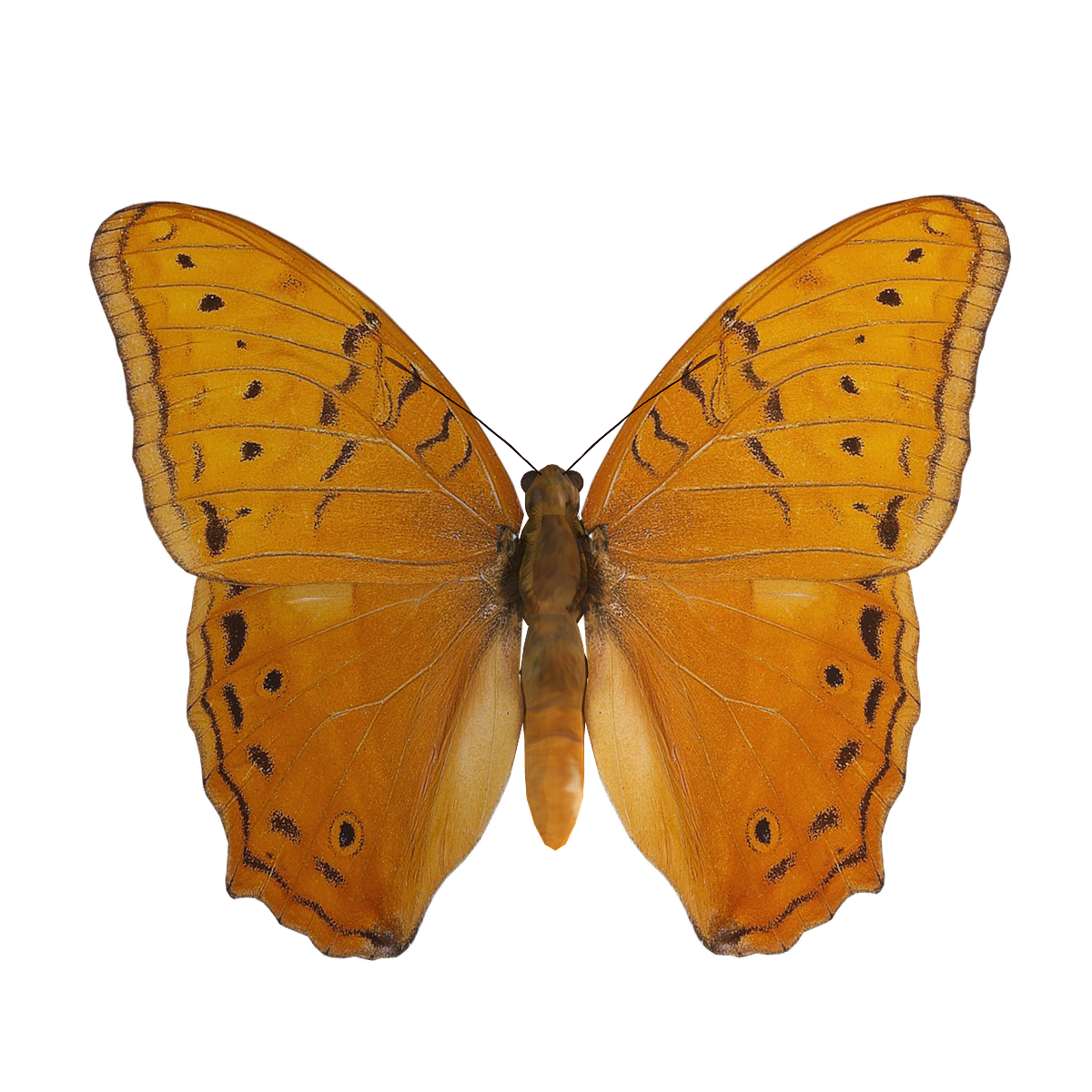 Nymphs 3D model animation