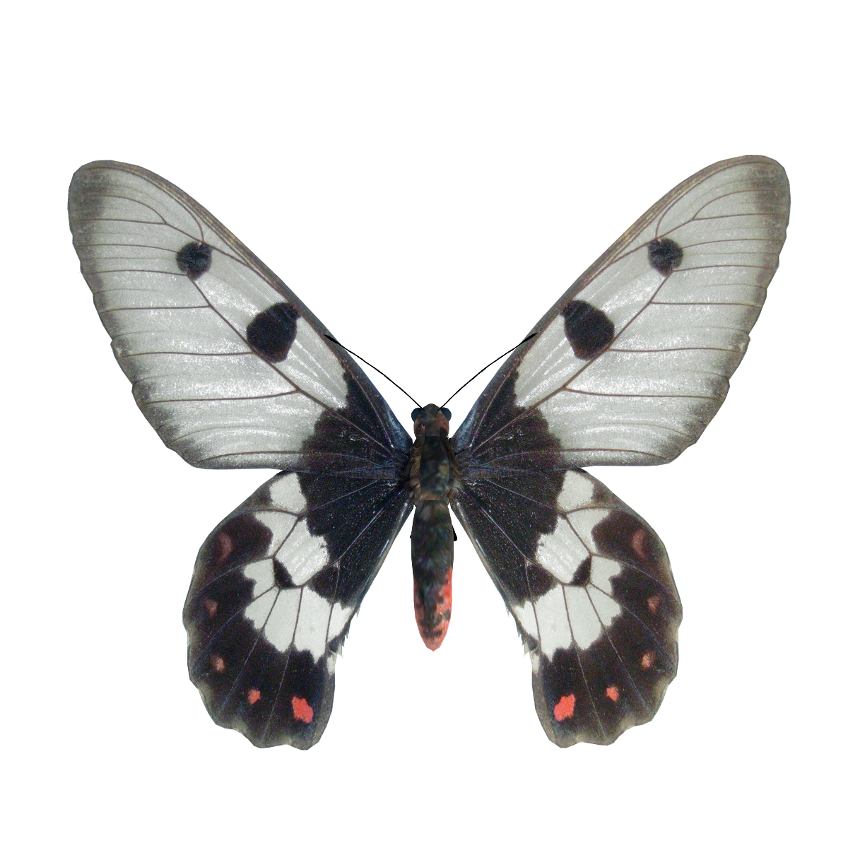 Finged Swallowtail Butterfly 3D Model Animation
