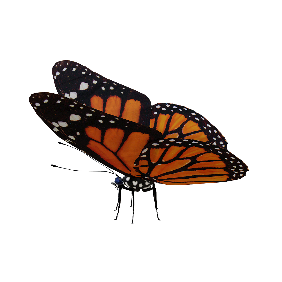 Tiger Butterfly 3D Model Animation