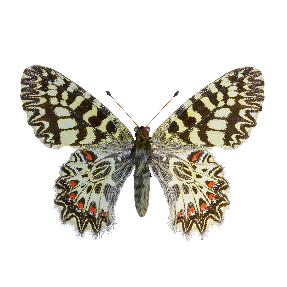 Southern ribbon butterfly 3D model animation