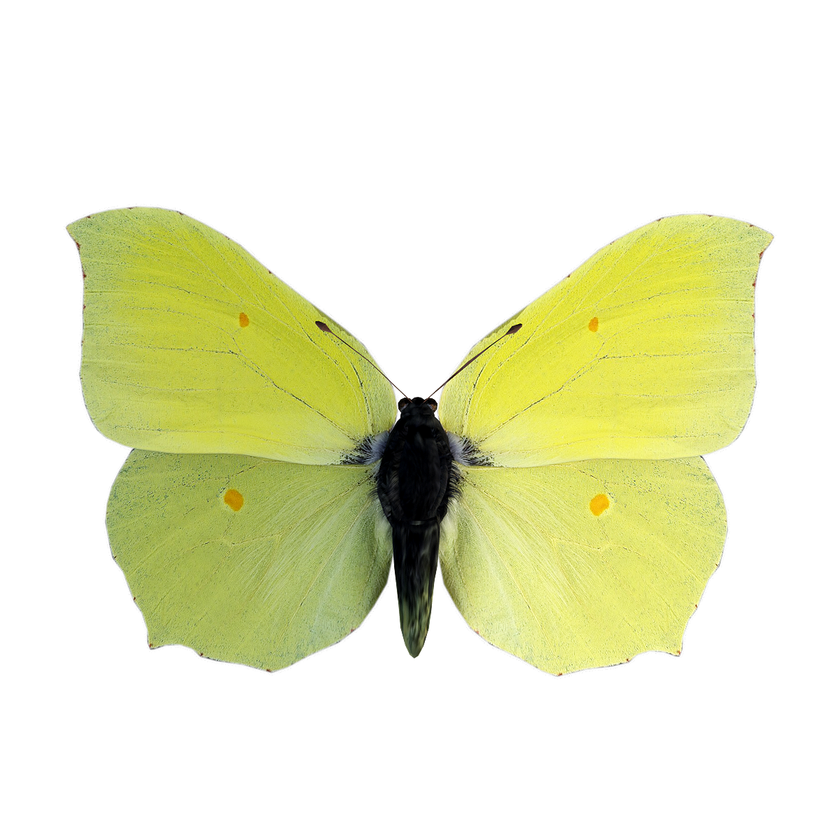 Hook pink butterfly flight 3D animation