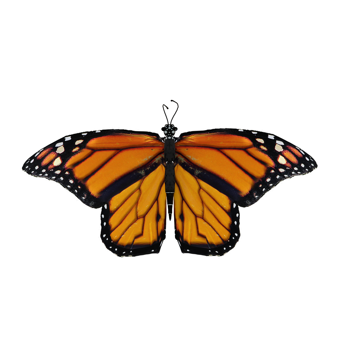 Emperor Butterfly Flight 3D Animation