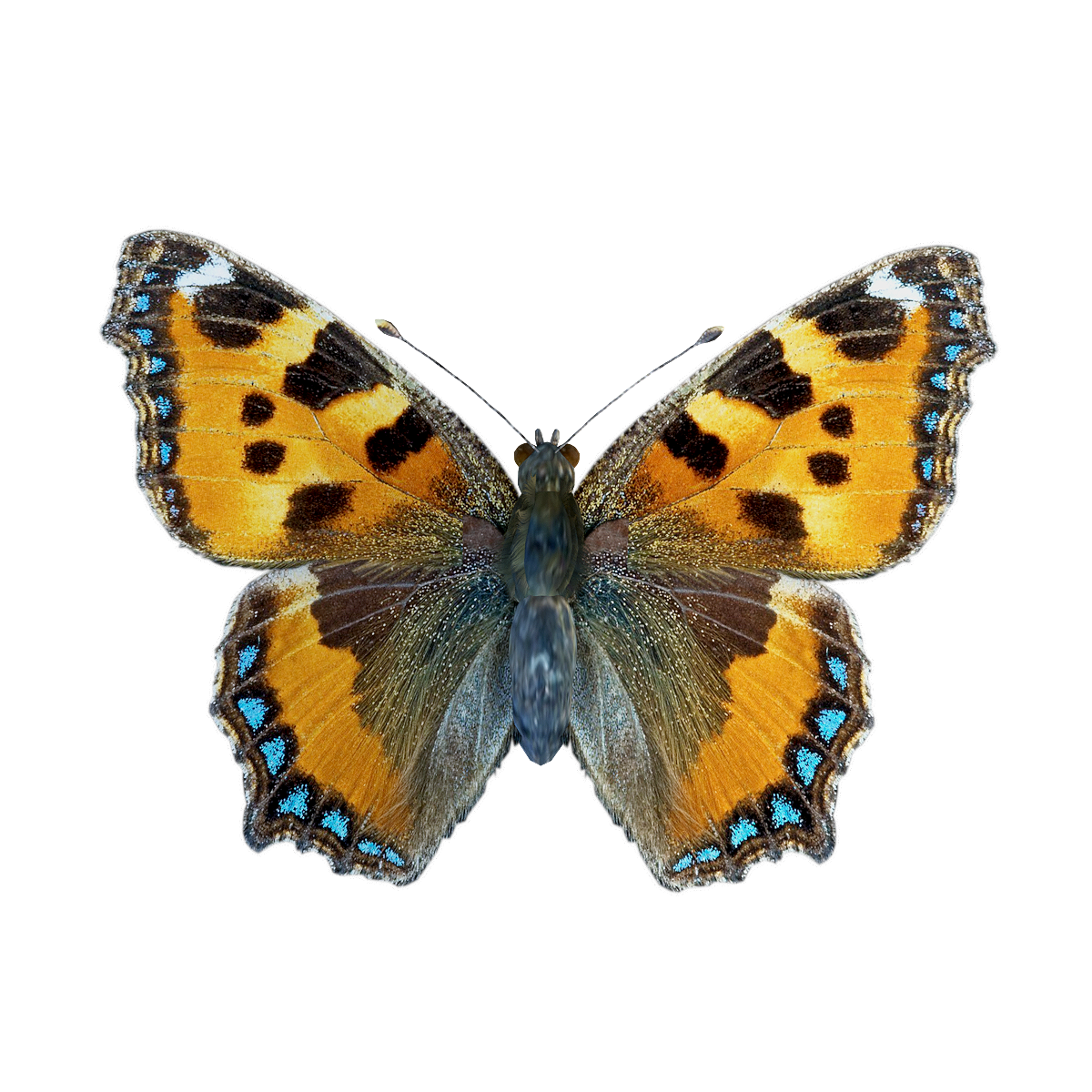 Small Hawksbill Butterfly 3D Model Animation