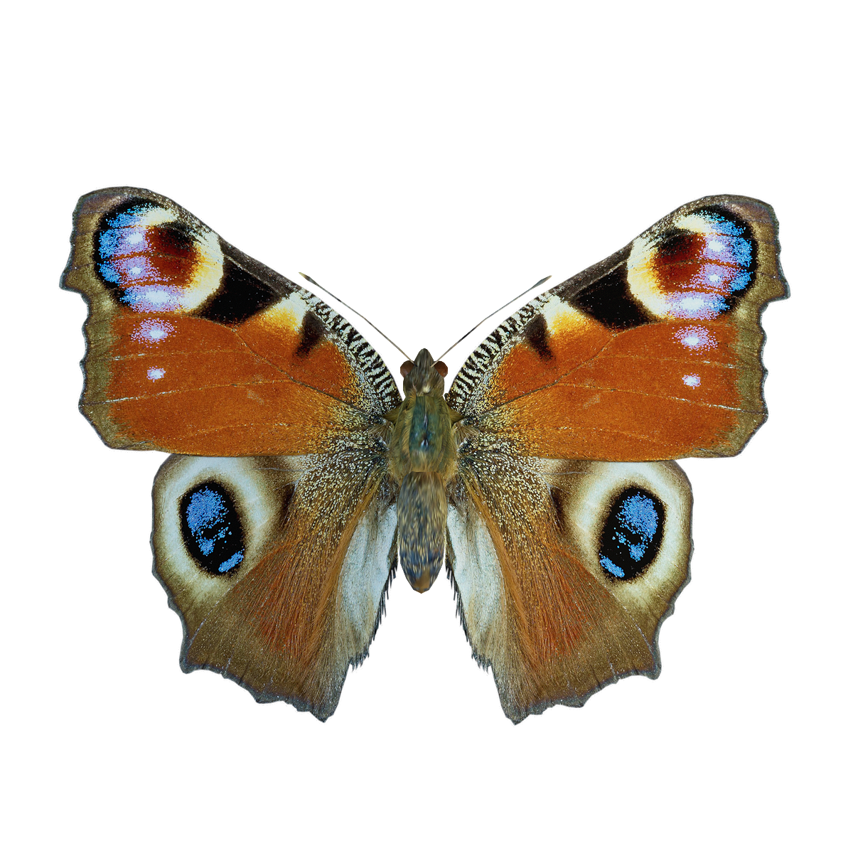 Peacock butterfly 3D animation model