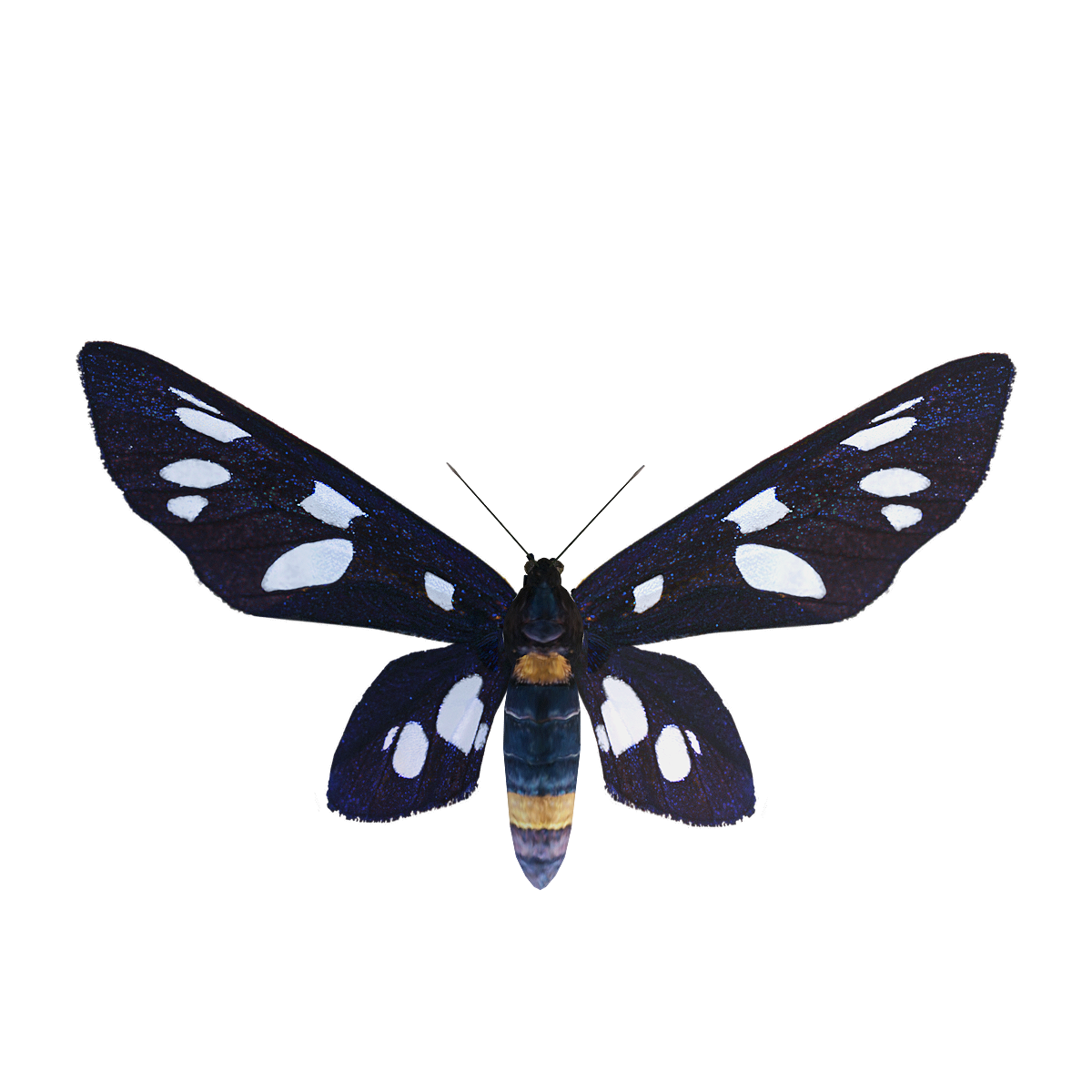 Spot moth 3D model animation