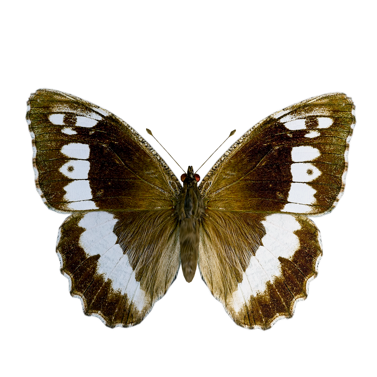 Large with gray butterfly 3D model animation