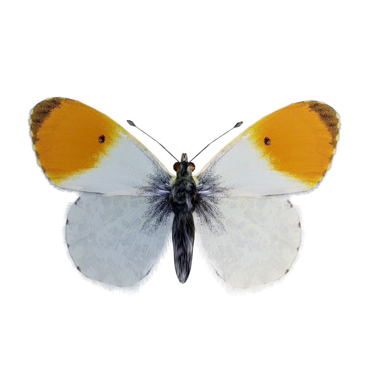 Orange Tip Pink Butterfly 3D Model Animation