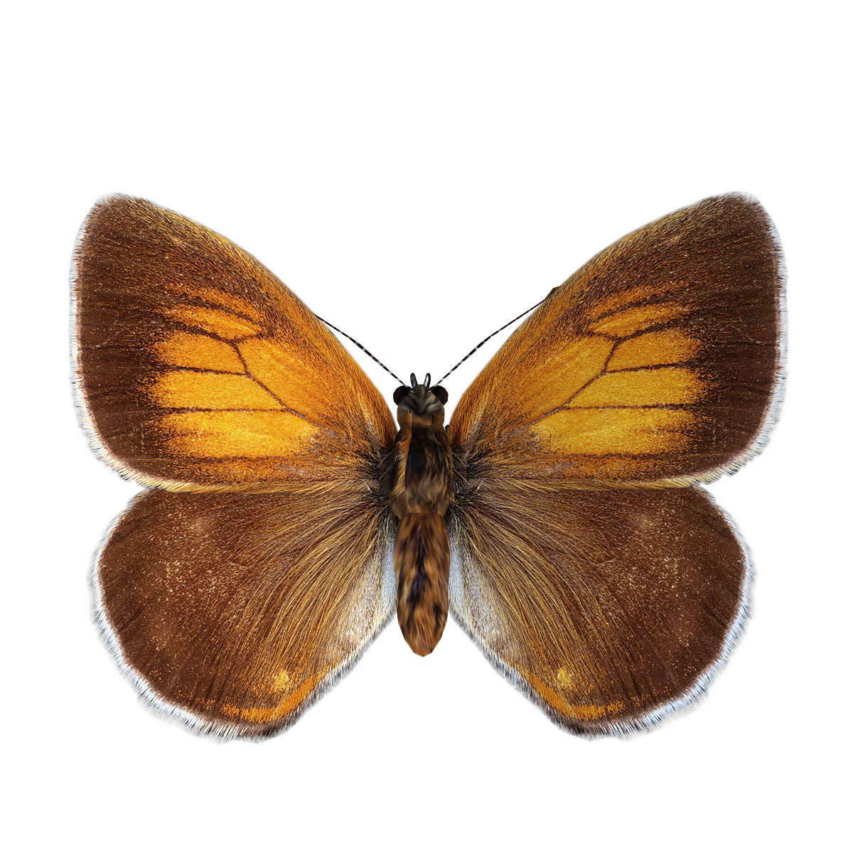 Orange Soybean Pink Butterfly 3D Model Animation
