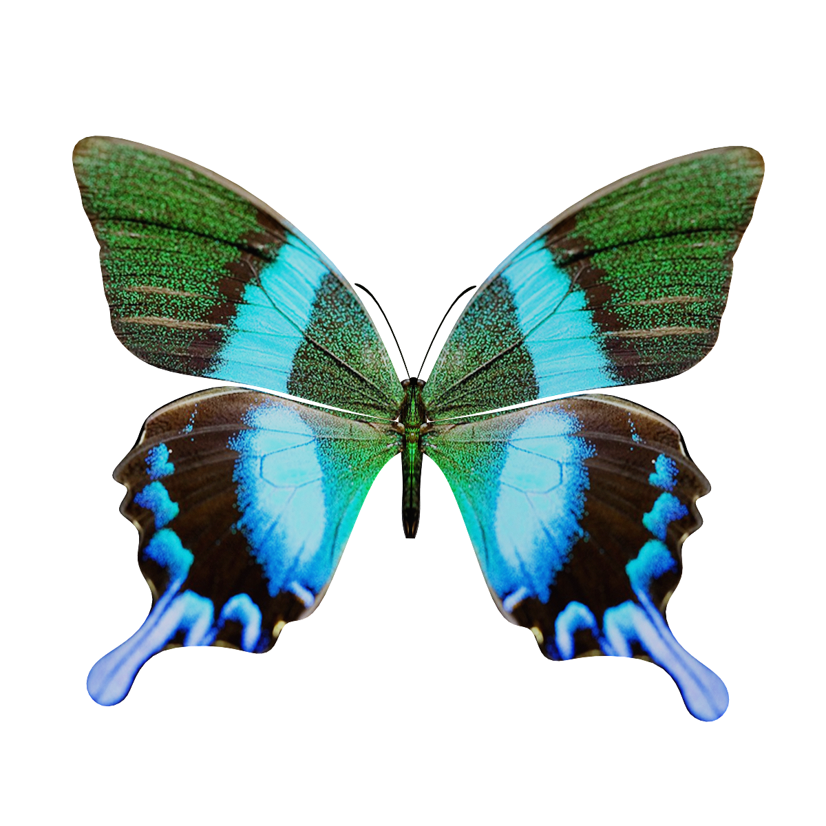 Blue Flash Butterfly 3D Model Animation