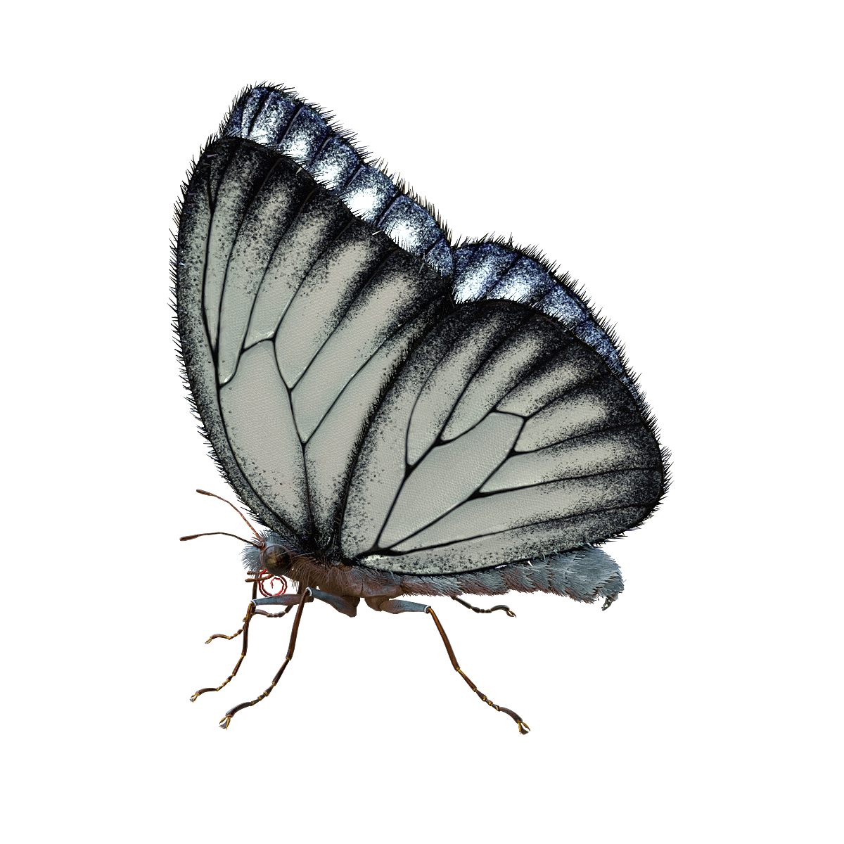 Butterfly 3D Model Animation FBX Model