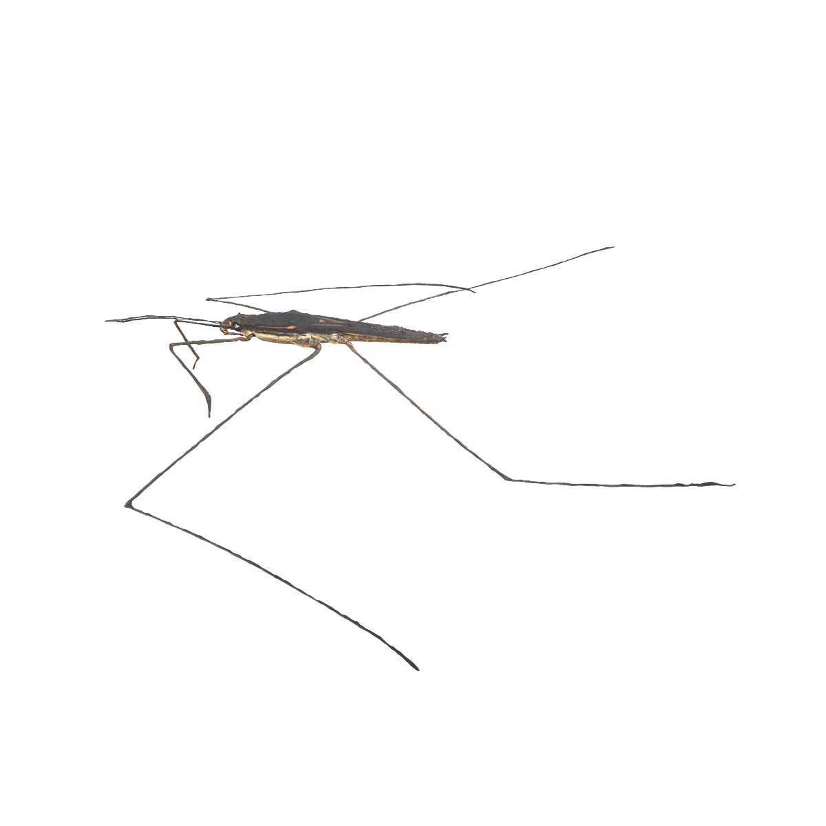 Water Strider 3D Model Animation