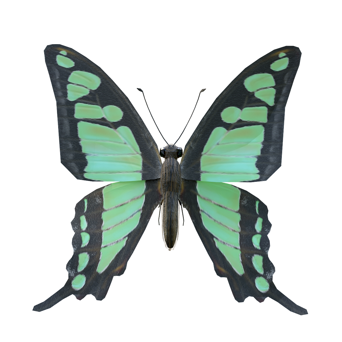 Broadband green butterfly 3D model animation