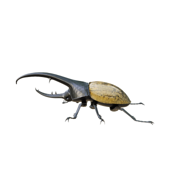 Euphorbia halberd 3D model animation