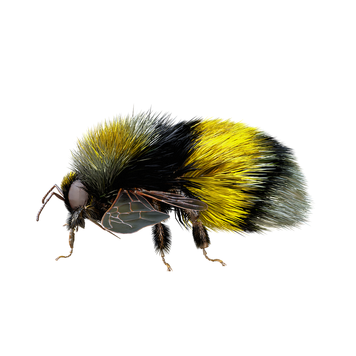 Bumblebee GBL model