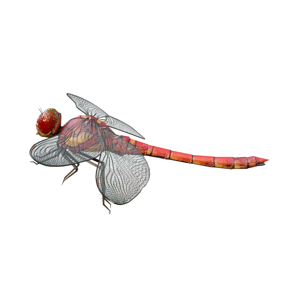 Dragonfly 3D animation model