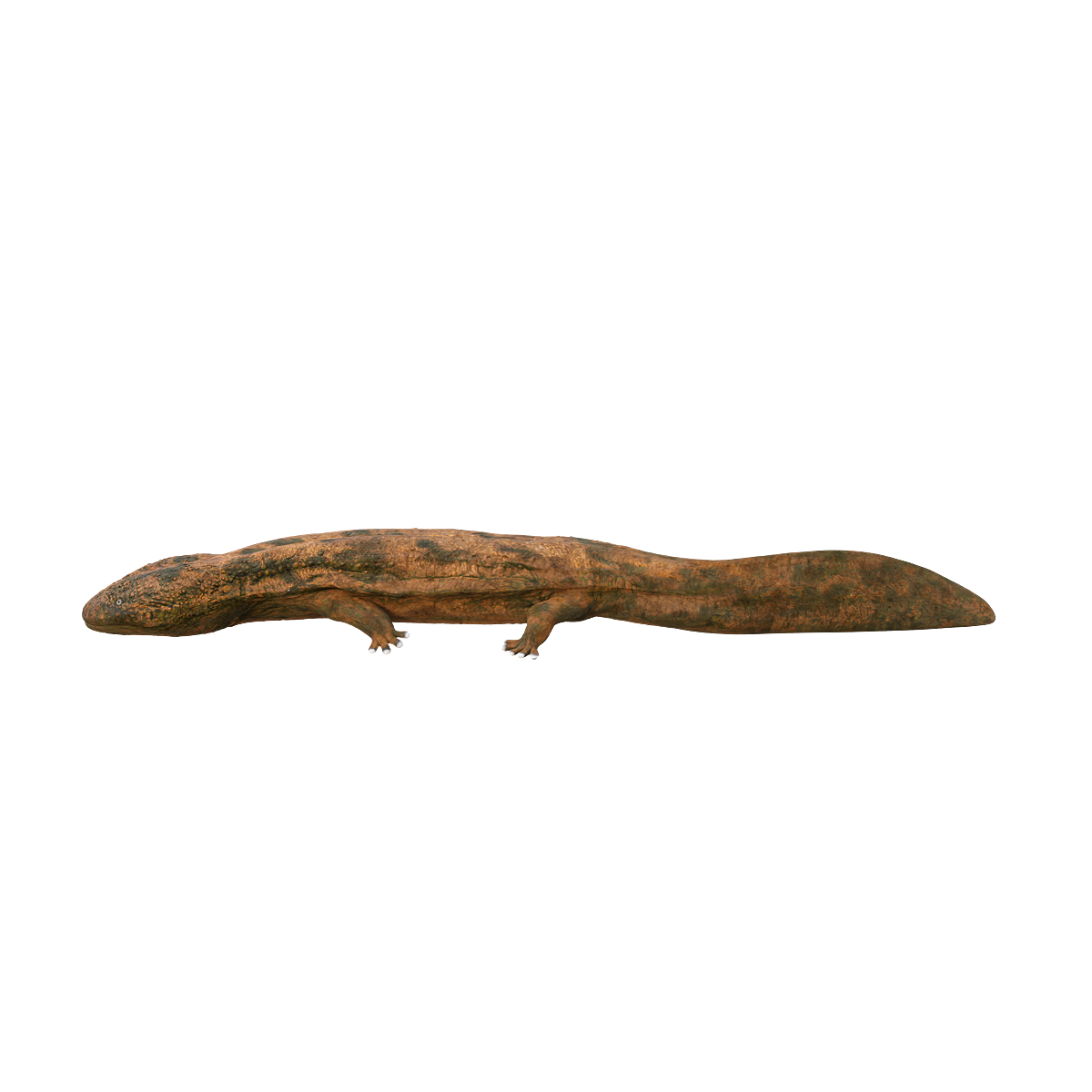 Japanese giant salamander 3D animation model