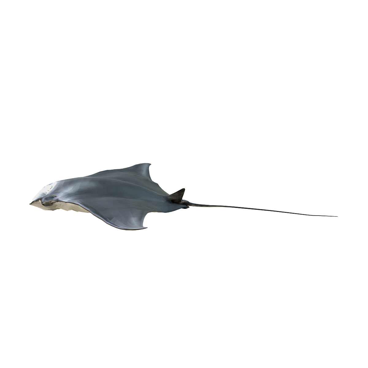 Manta Ray 3D Model Animation