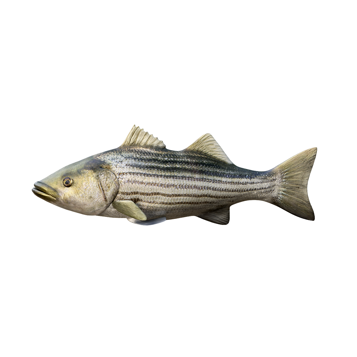 Striped Bass 3D Model Animation