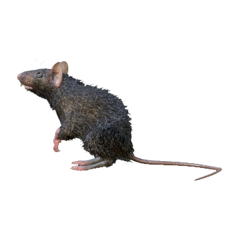 Roof Mouse 3D Model Animation