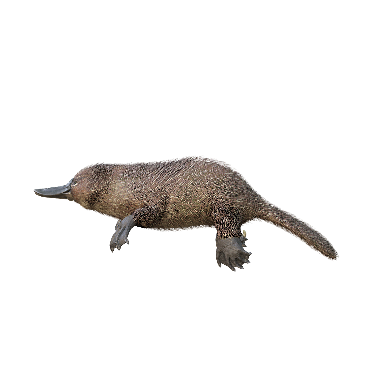 Platypus 3D Model Animation FBX Model