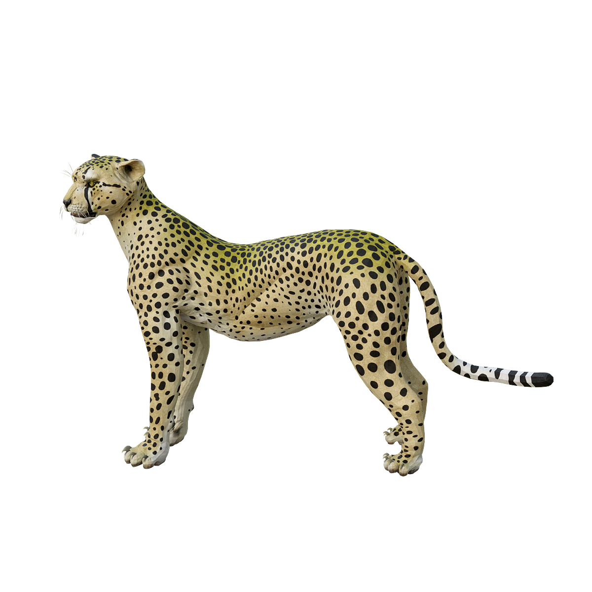 Cheetah 3D Model Animation