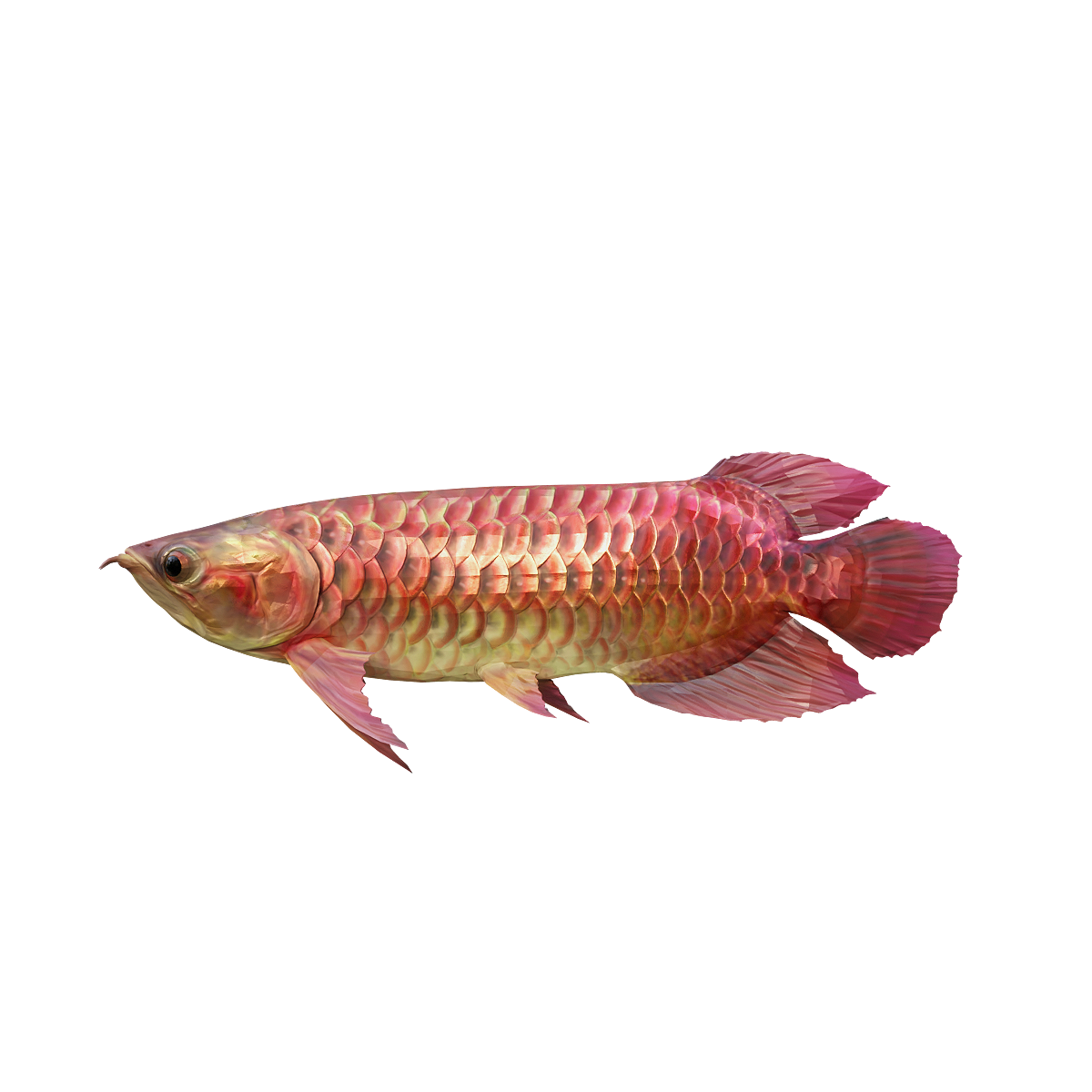 Red Beautiful Hard Servant Bone Tongue Fish 3D Model Animation