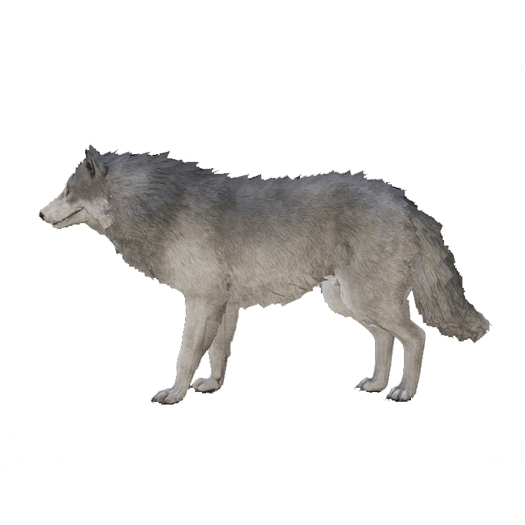 FBX Model Wolf 3D Model Animation