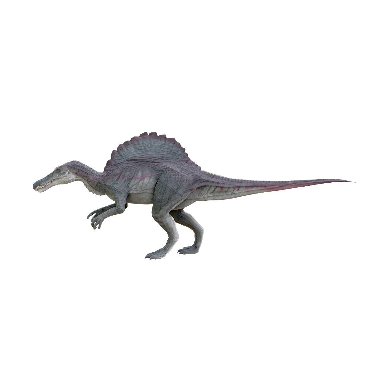 Spinosaurus 3D Model Animation