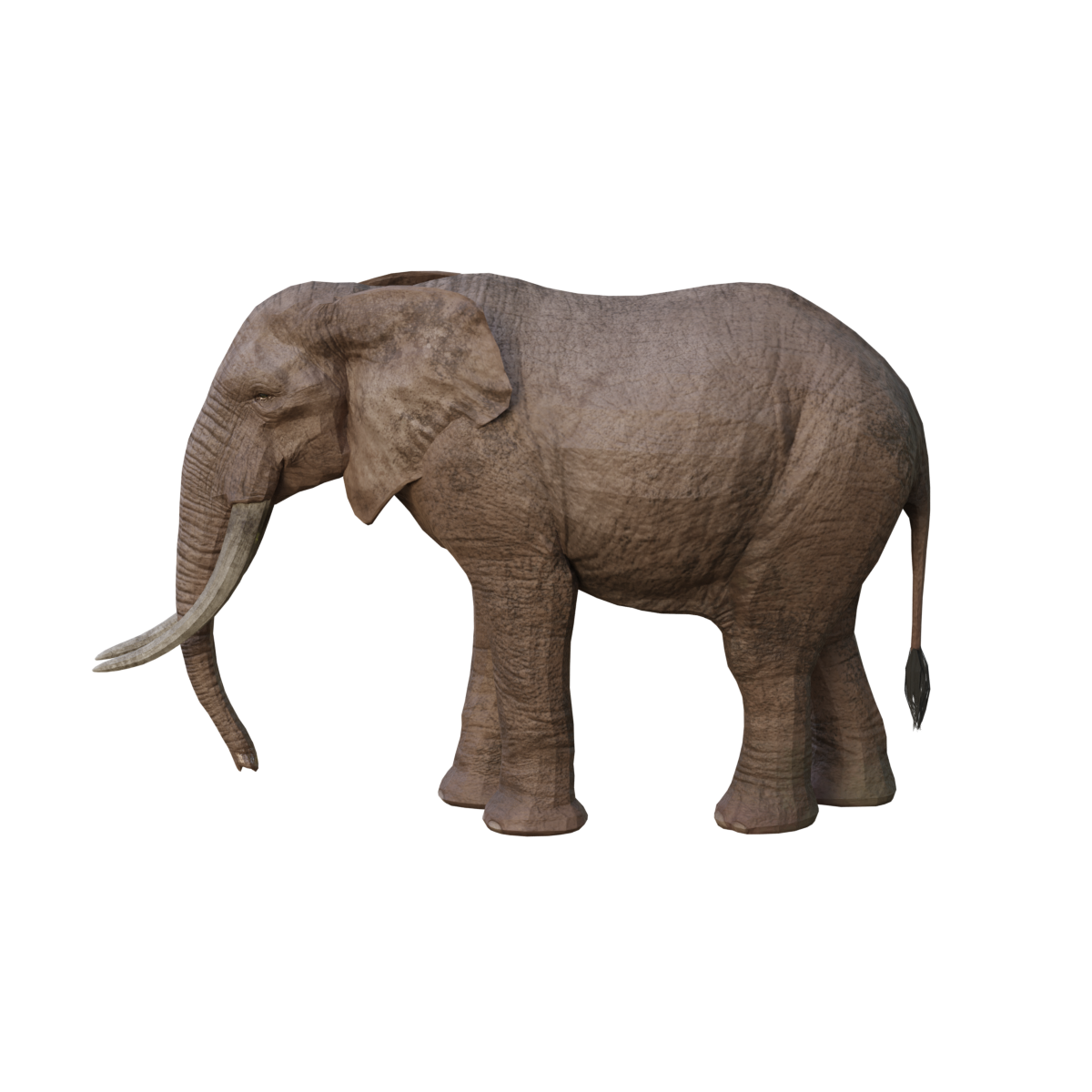 African Elephant 3D Model Animated GLB Model