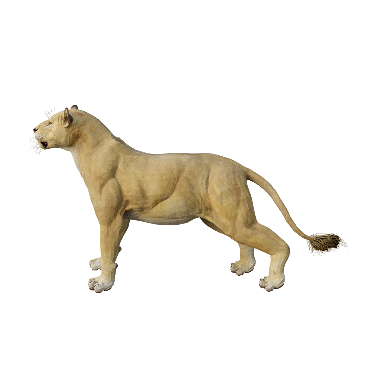 Lioness 3D Model Animation