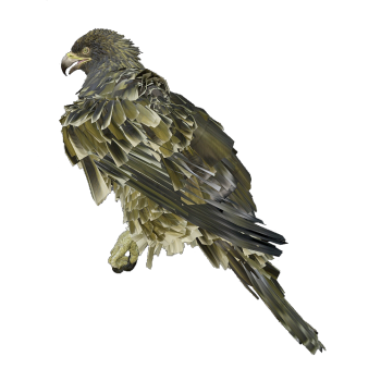 Golden Eagle 3D Model Animation