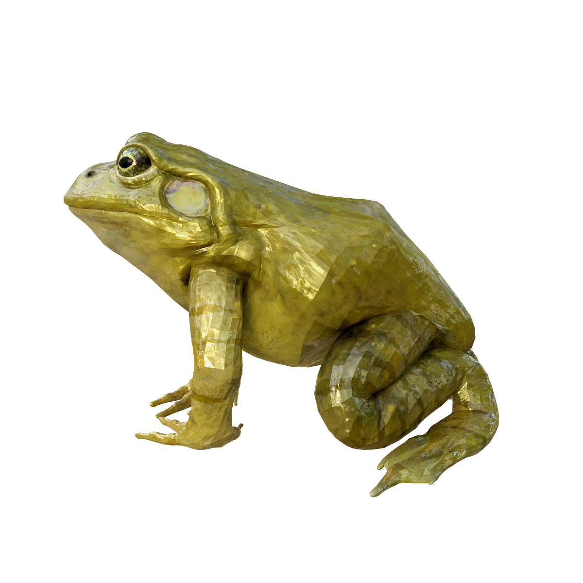 American Bullfrog 3D model animation