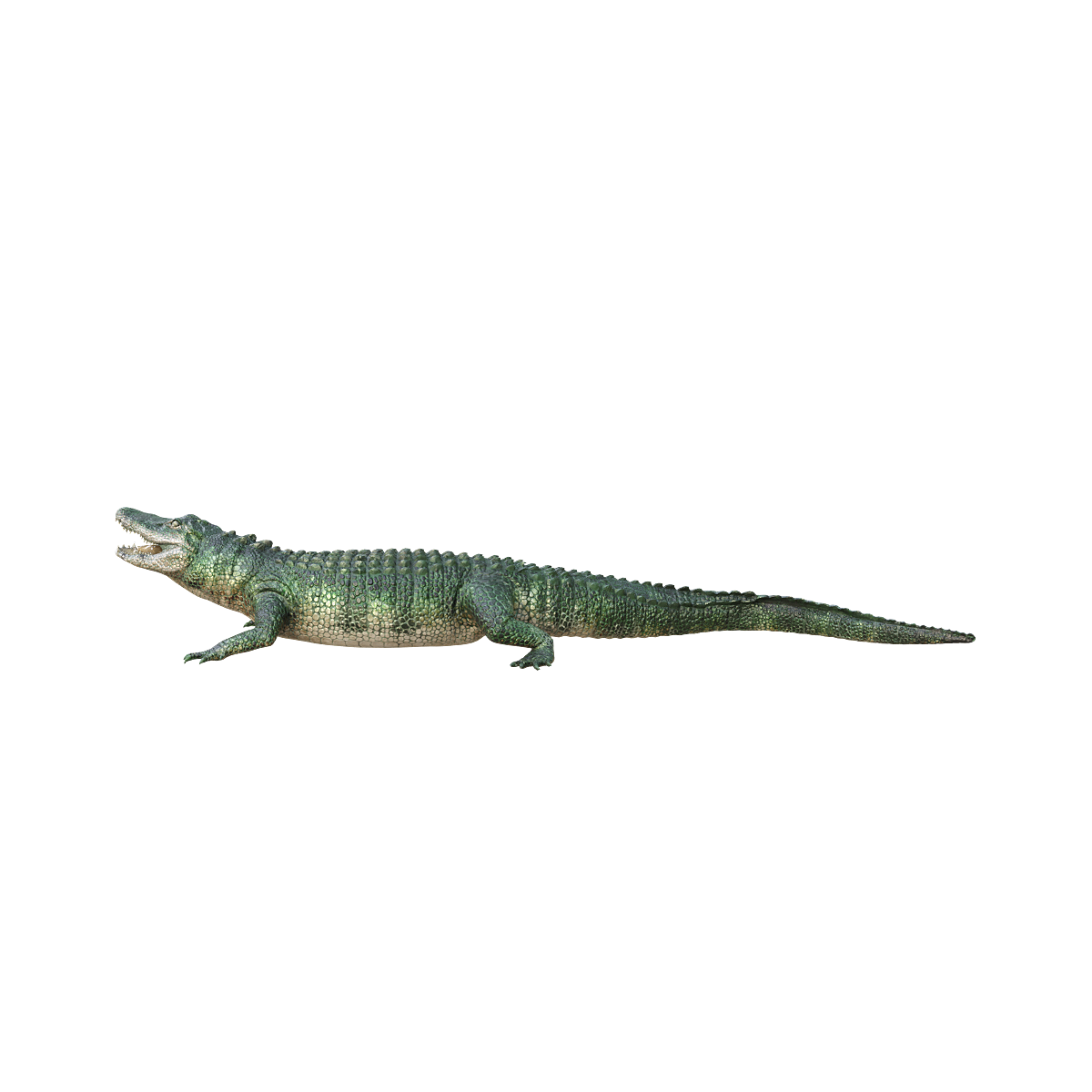 American Alligator 3D Model Animation