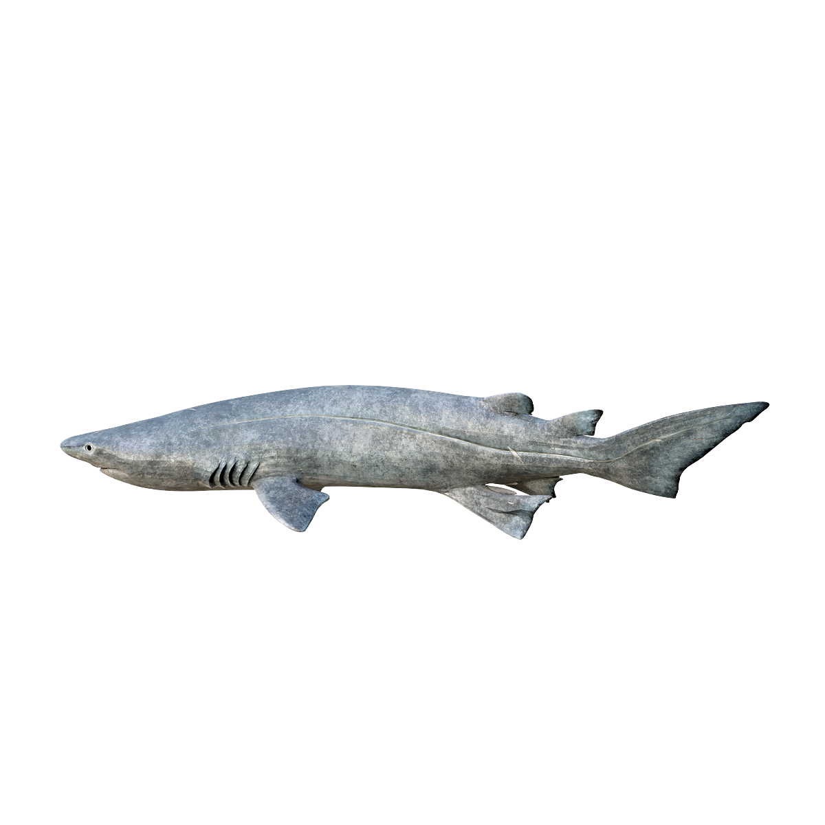 Chackerel 3D Model Animation