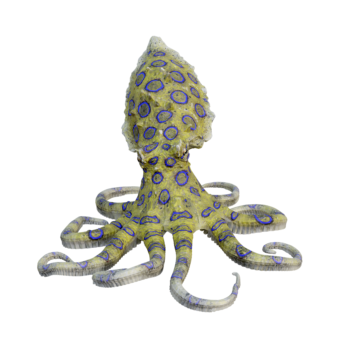 Blue Ring Octopus 3D Model Animation