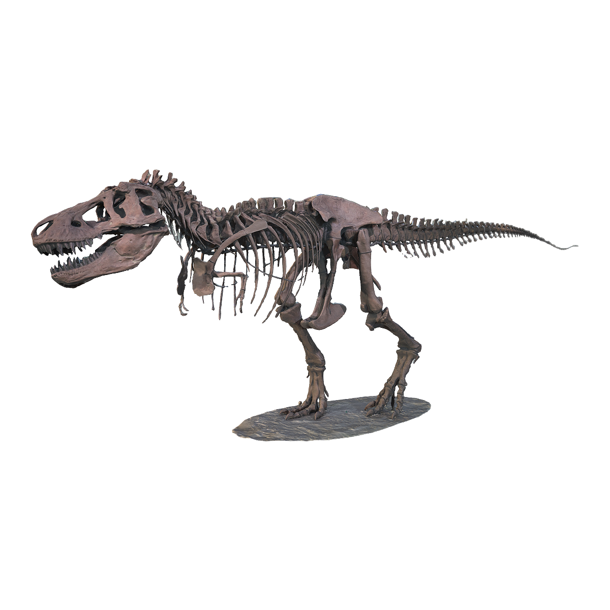 Tyrannosaurus rex skeleton fossil, American Museum of Natural History