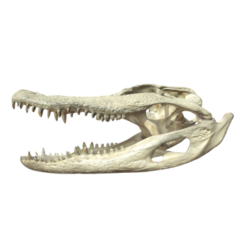 Nile crocodile skull