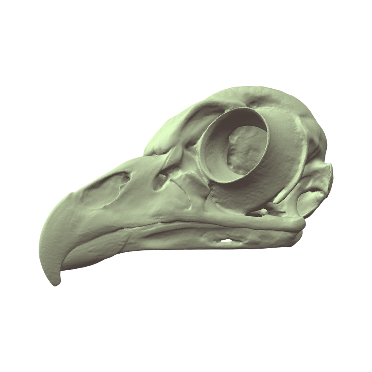 Spotted head wagtail skull